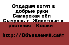 Отдадим котят в добрые руки - Самарская обл., Сызрань г. Животные и растения » Кошки   
